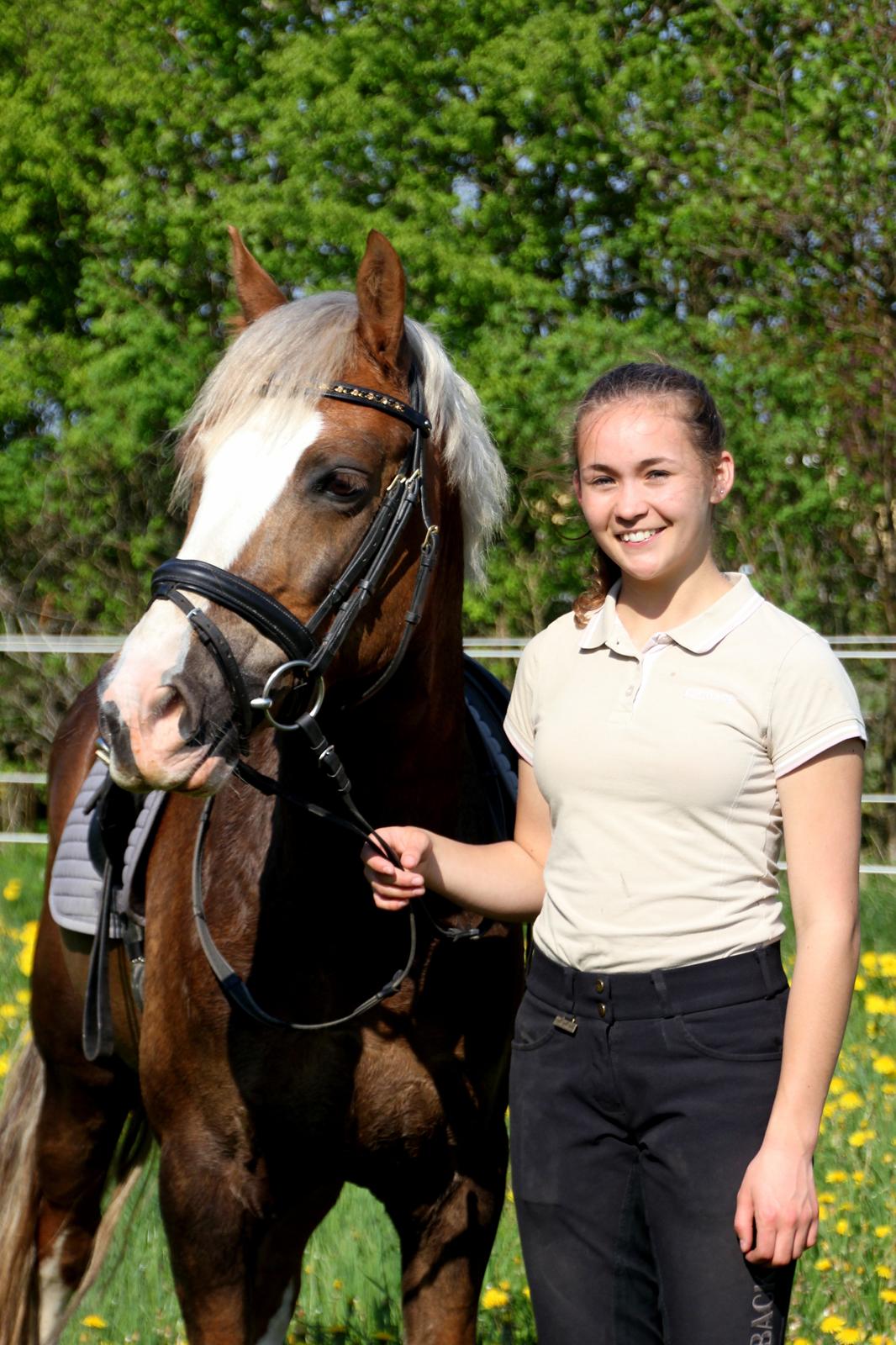 Welsh Cob (sec D) Fjordglimt Mr. George - (NYT) Smukke pony <3 billede 3