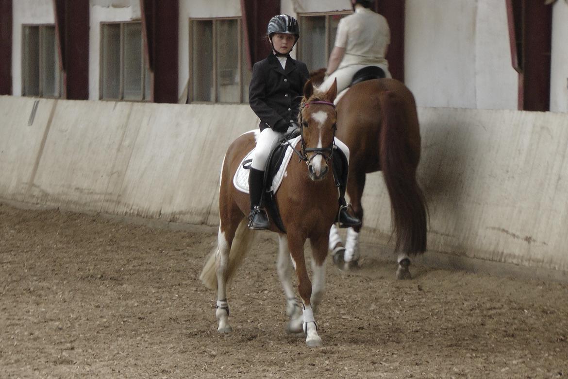 Pinto Indy Girl [tidl. Hest] - til stævne billede 7