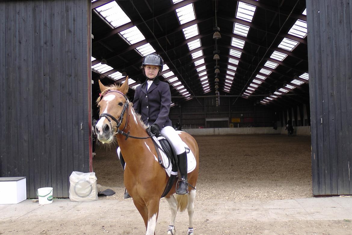 Pinto Indy Girl [tidl. Hest] - til stævne billede 9