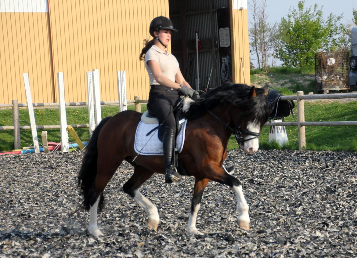 Welsh Pony af Cob-type (sec C) Thers Mickey Mouse - Sidste ridning hjemme på gården <3  billede 5