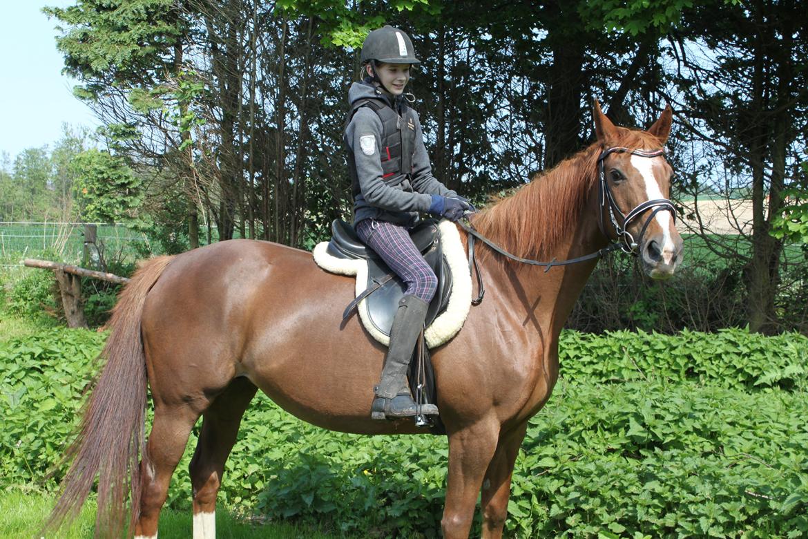 Dansk Varmblod Arizona - Mig og Arizona påvej til en ridetur i det gode vejer.2013 billede 5