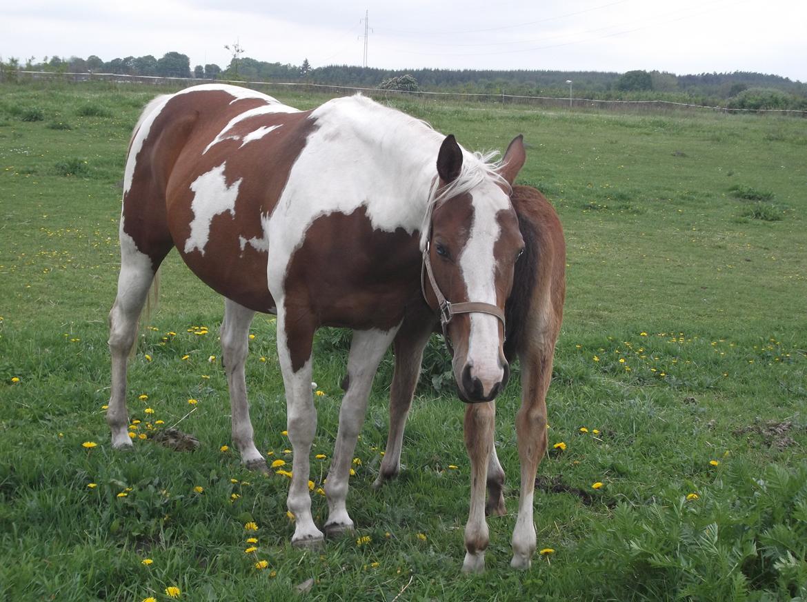 Pinto Starlight. PIN 754. - D 28/5-13 billede 19