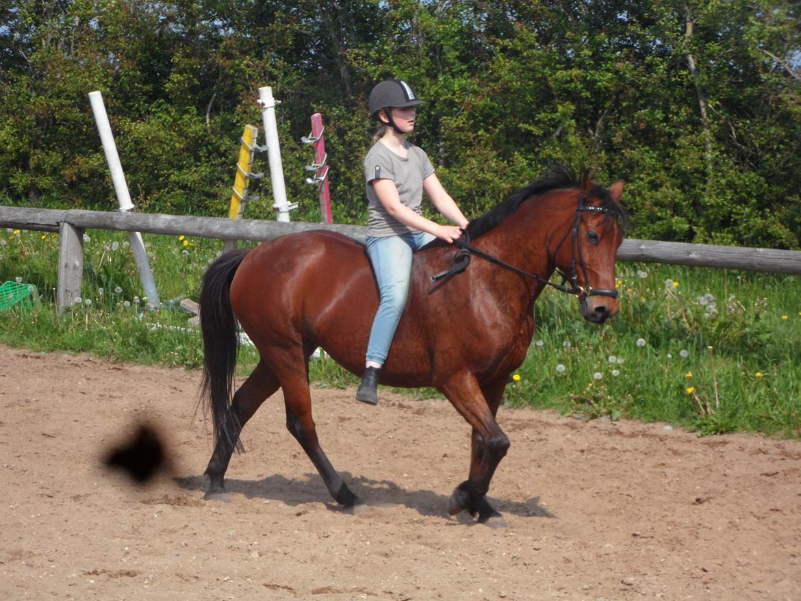 Hollandsk Sportspony Melanie's Lady  B-PONY - FØRSTE gang jeg rider hende UDEN sadel billede 11