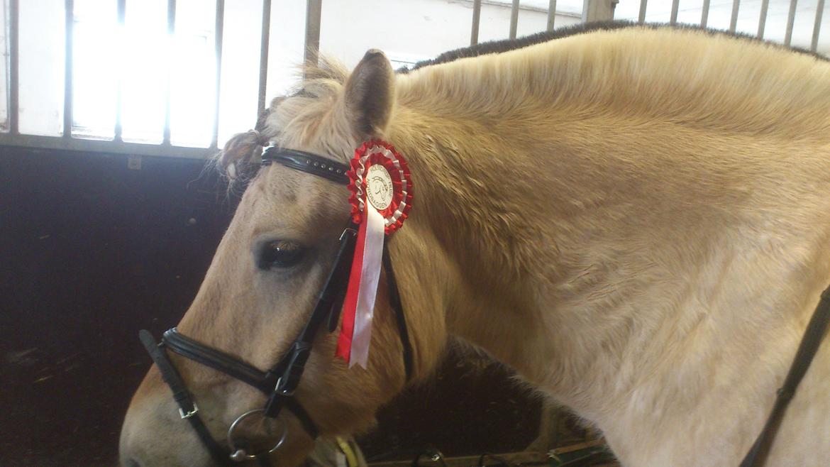 Fjordhest Sebastian - første stævne. 1. plads i LD2 mod både hest og pony :) billede 14