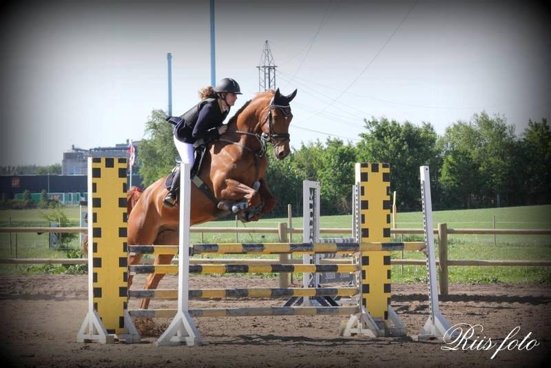 Dansk Varmblod Elmegårdens Akan billede 15