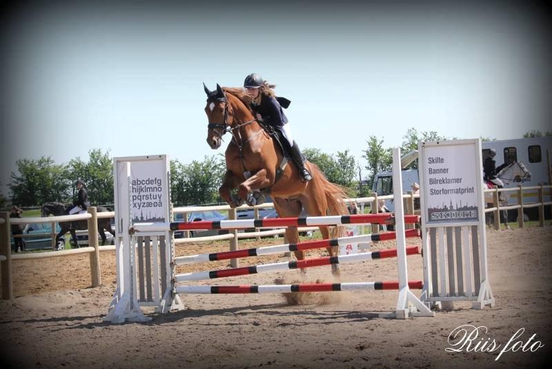 Dansk Varmblod Elmegårdens Akan billede 1