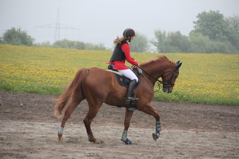 Dansk Varmblod Elmegårdens Akan billede 16