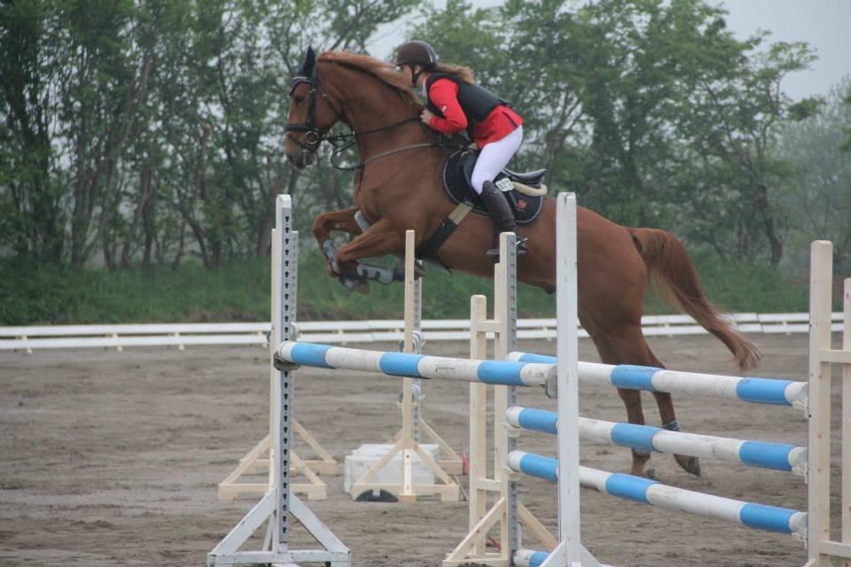 Dansk Varmblod Elmegårdens Akan billede 17