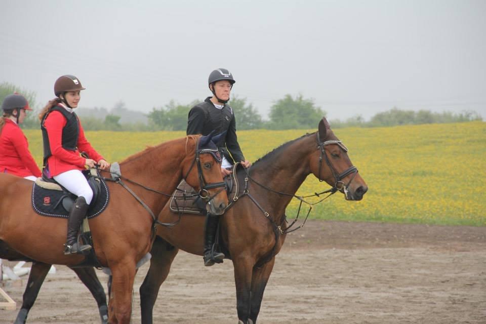 Dansk Varmblod Elmegårdens Akan billede 18