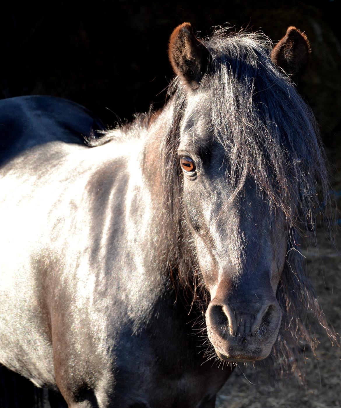 DSP Beauty - Ofte er vi så bange for at miste, at vi mister.
Foto: Mig billede 5