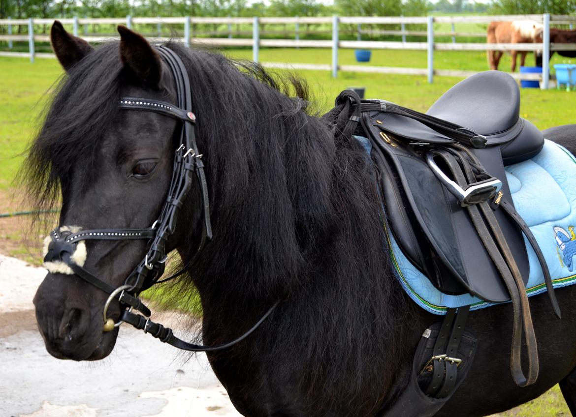 DSP Beauty - A pessimist sees the difficulty in every opportunity an optimist sees the opportunity in every difficulty.
Foto: Mig billede 20