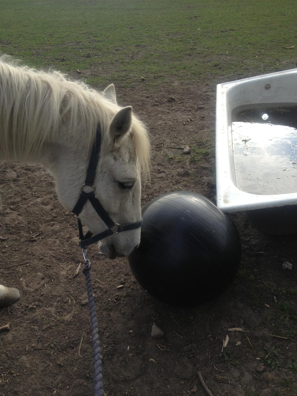 DSP Desiré - min elskede sjæleven <3 - Desi elsker bare at lege med bolden :D billede 10