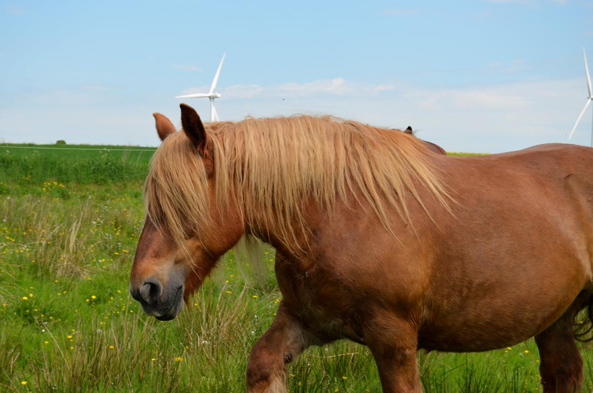 Jyde Mary billede 18