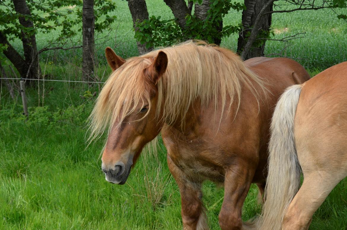 Jyde Mary billede 19