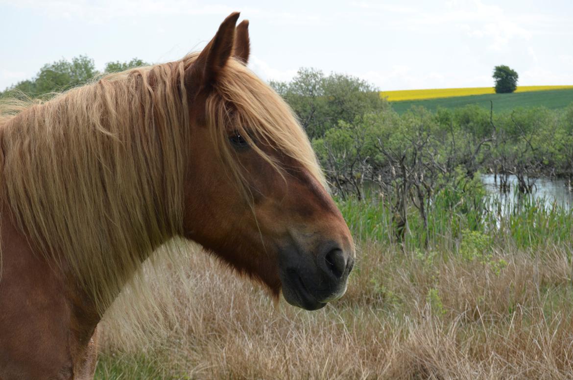 Jyde Mary billede 20