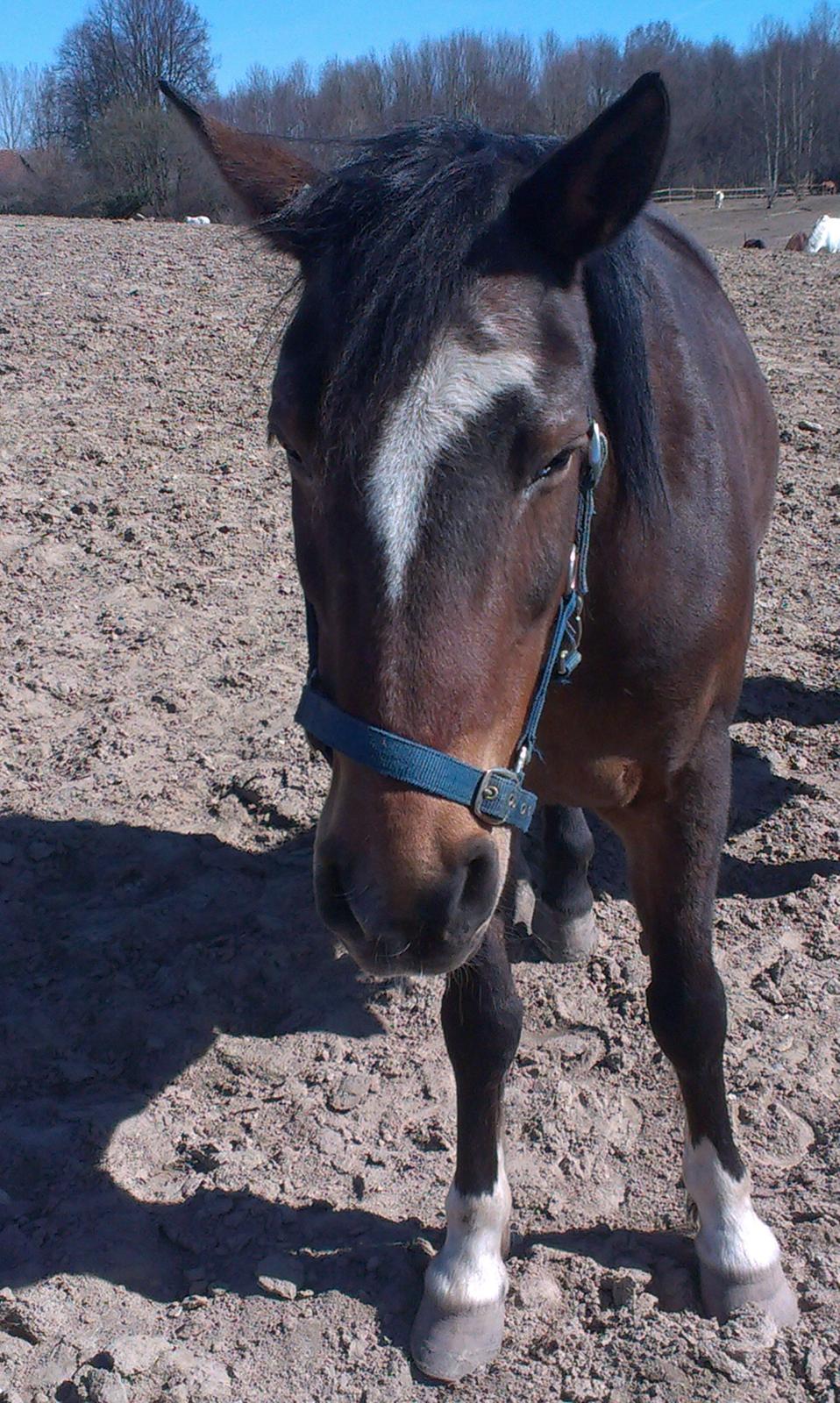 Anden særlig race Chess <3 - Ponydyret på folden :D billede 13