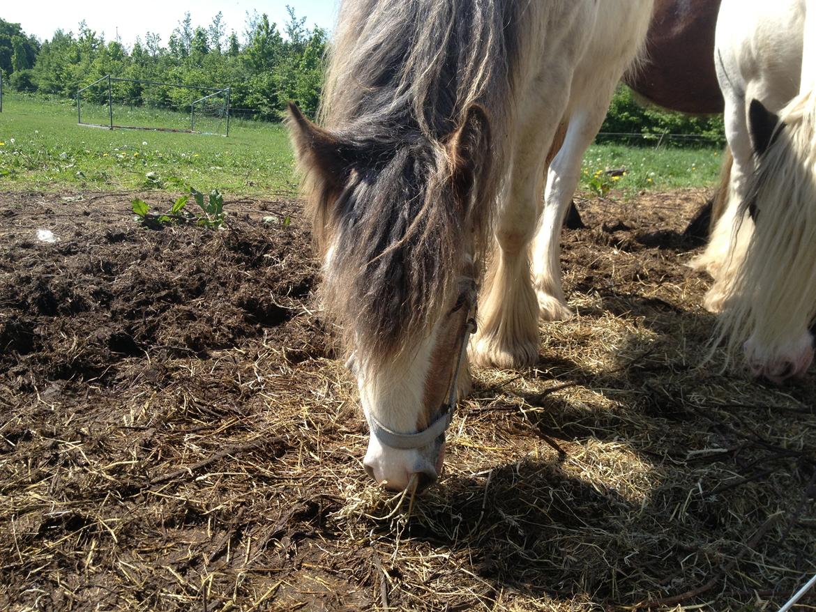 Irish Cob Bella Donna - Fine Bella <3 billede 2