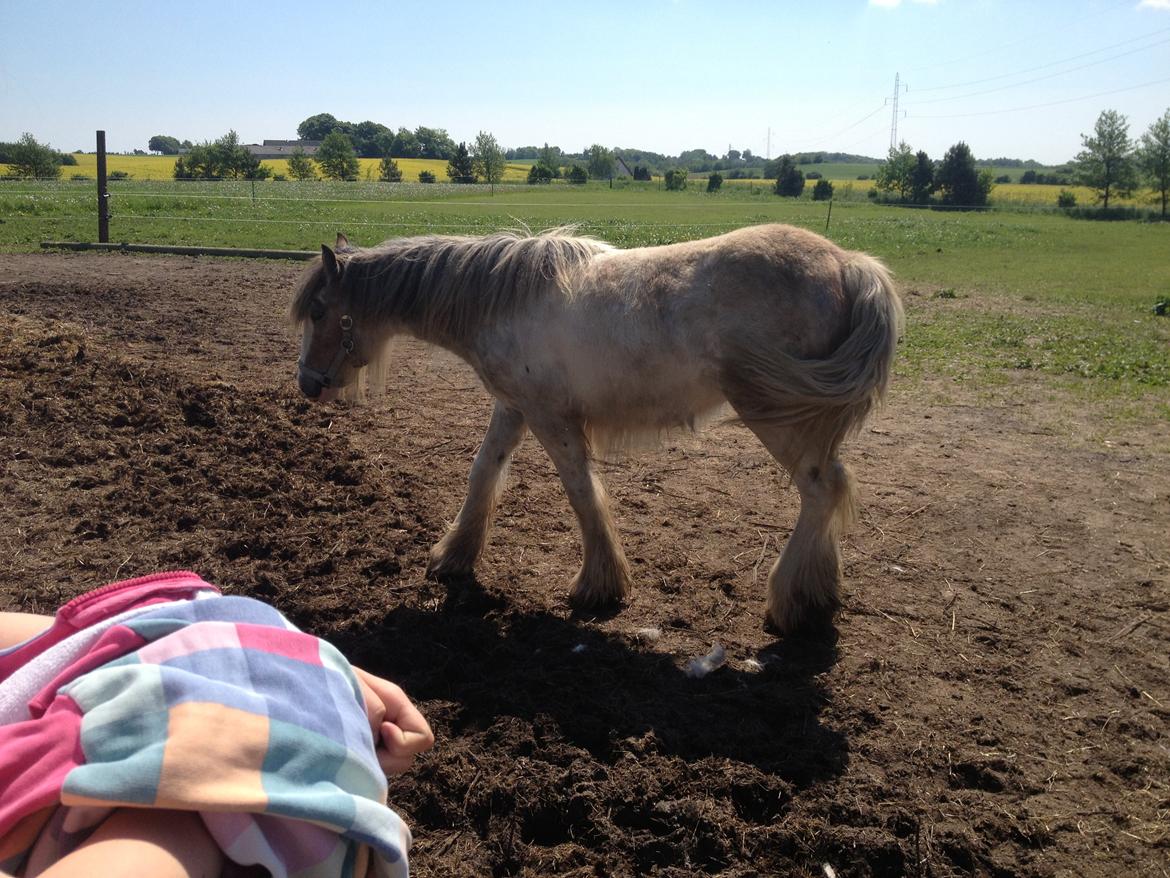 Irish Cob Bella Donna - Lille pige <3 billede 3
