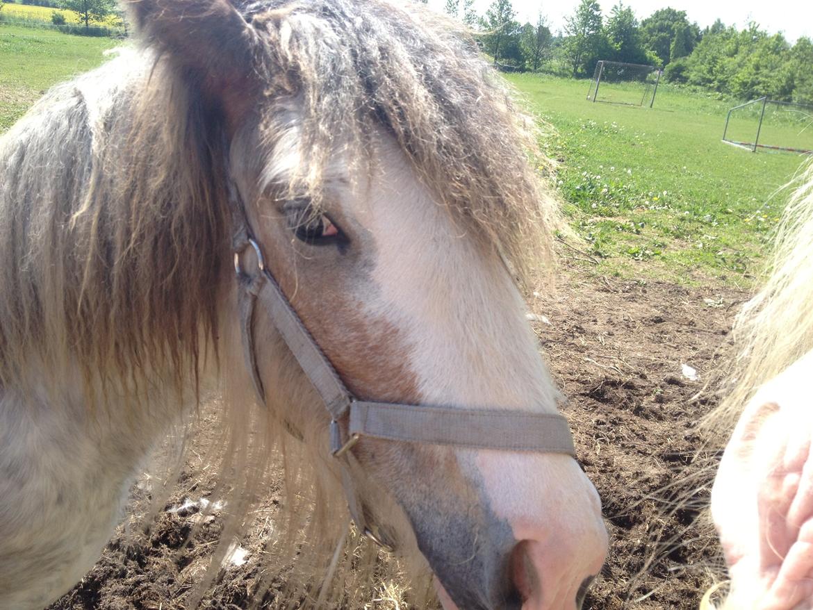 Irish Cob Bella Donna - Hejsa <3 billede 4