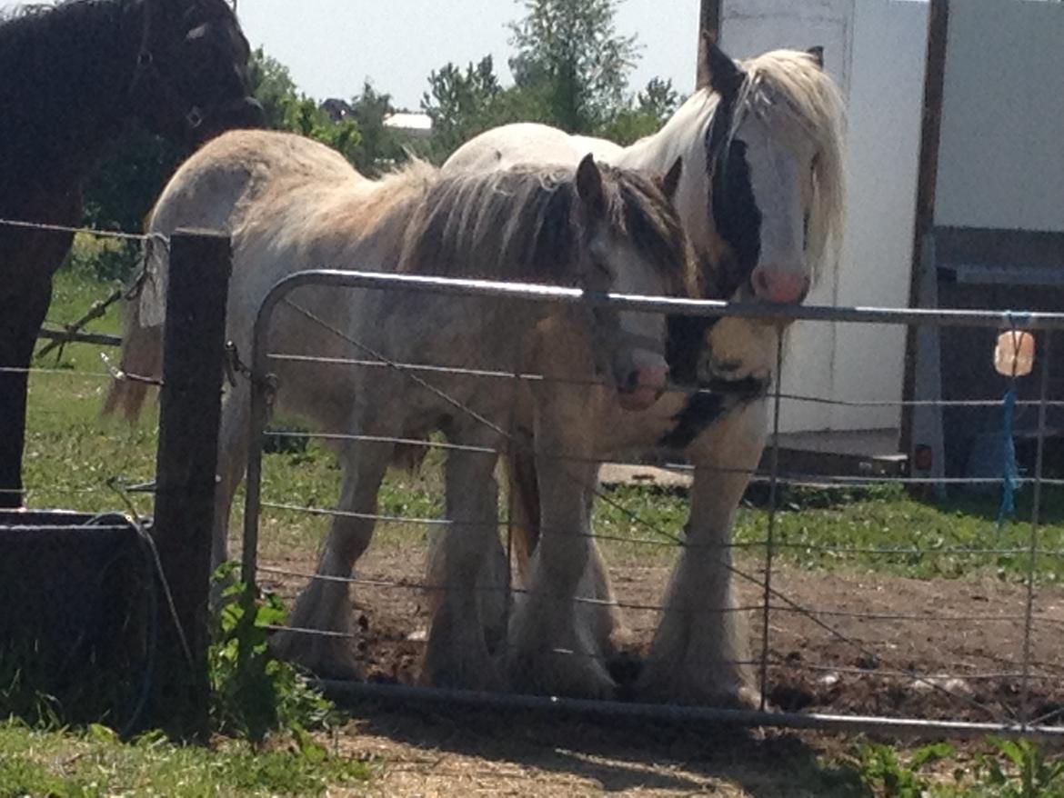 Irish Cob Bella Donna - Bella med Houdini og Jeppe i baggrunden :) billede 5