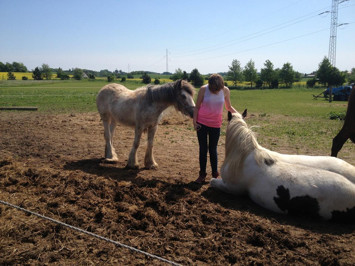 Irish Cob Bella Donna - Bella hilser på Julie <3 billede 6