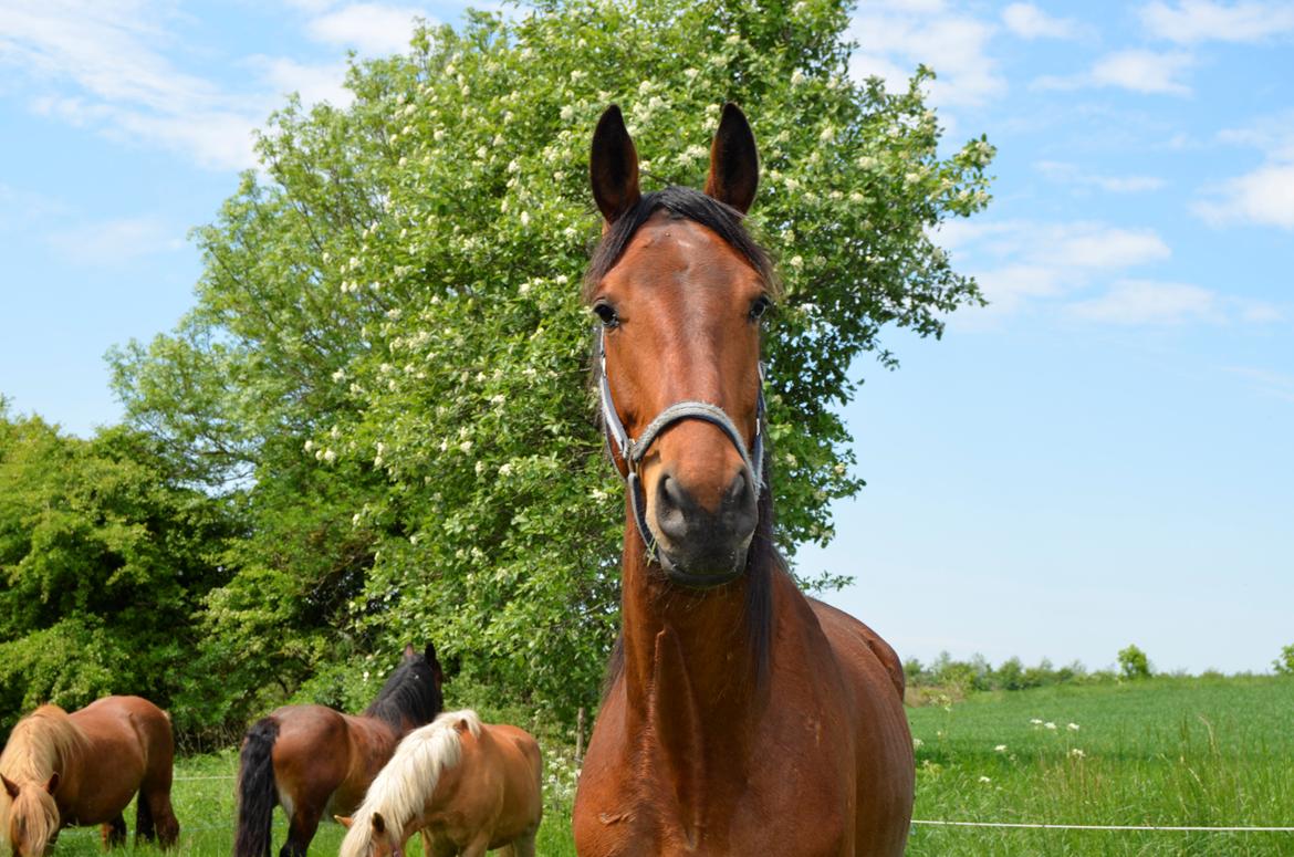 Anden særlig race Enghavegaards Fifty Cent - 01-06-2013 billede 19