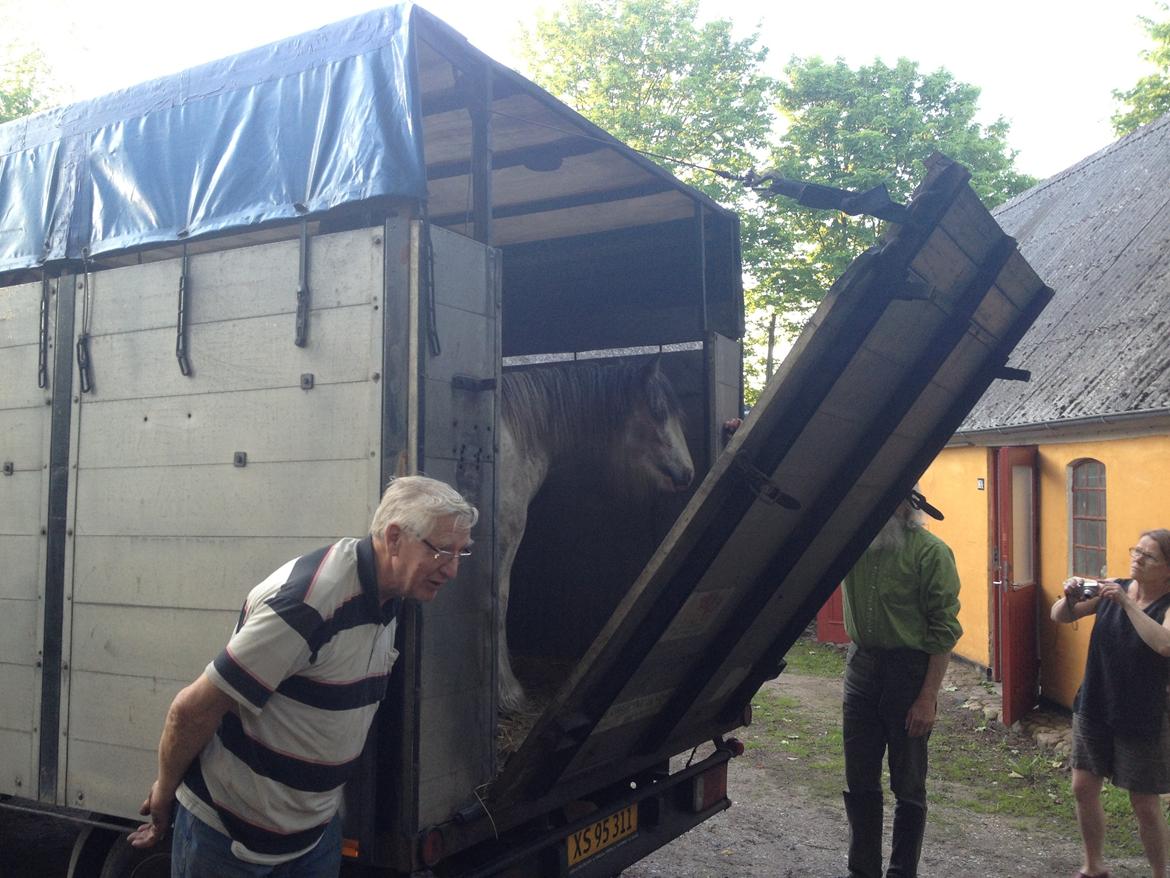 Irish Cob Bella Donna - Hov prinsessen er løs :D
Bella havde revet grimen af undervejs billede 9