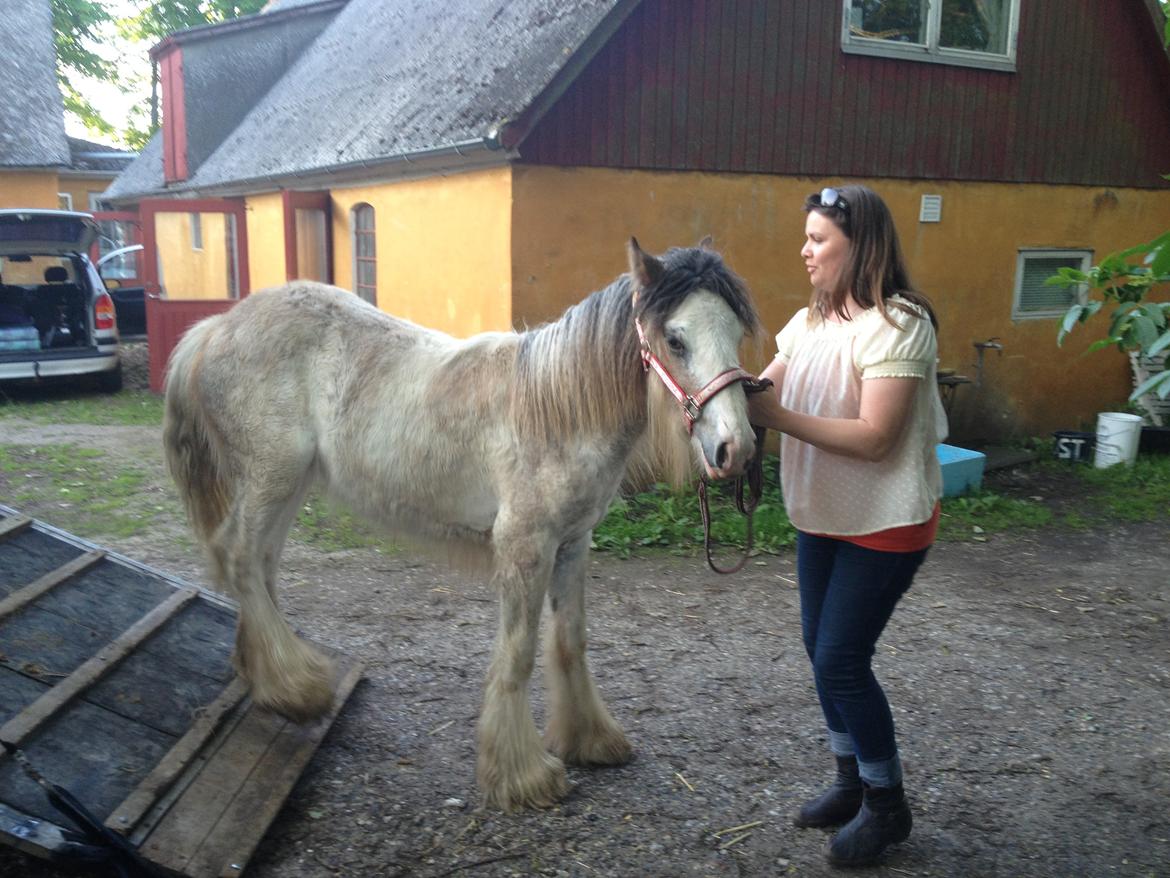 Irish Cob Bella Donna - Så fattet og rolig :) billede 10
