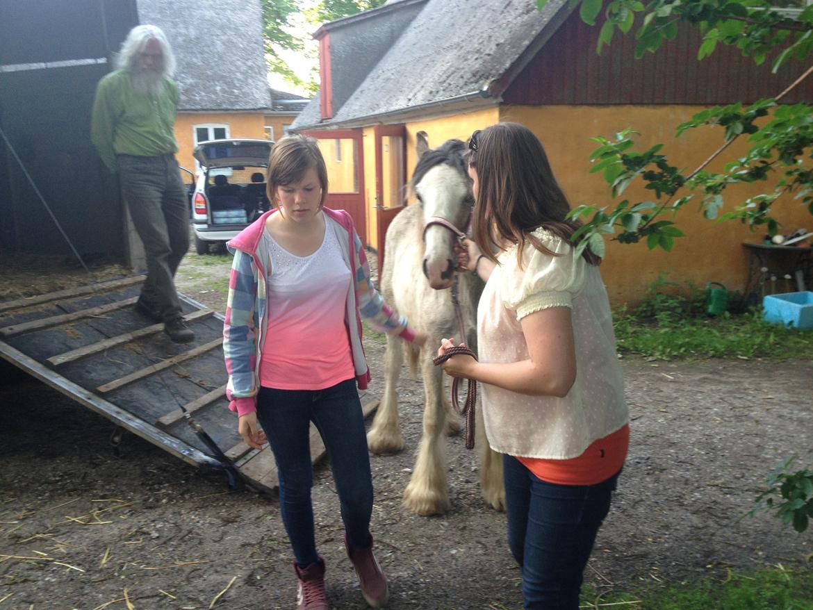 Irish Cob Bella Donna - :) billede 11