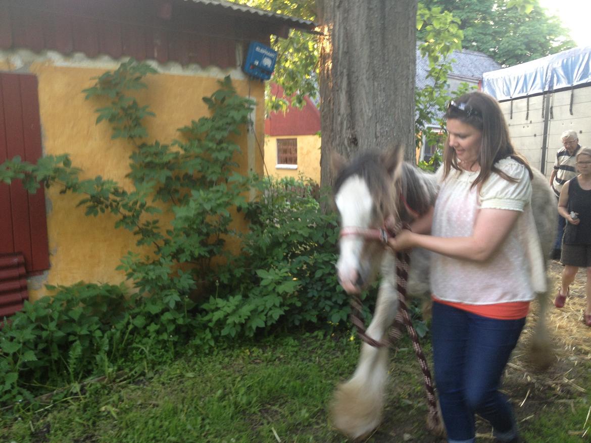 Irish Cob Bella Donna - Det er denne vej smuksak billede 12