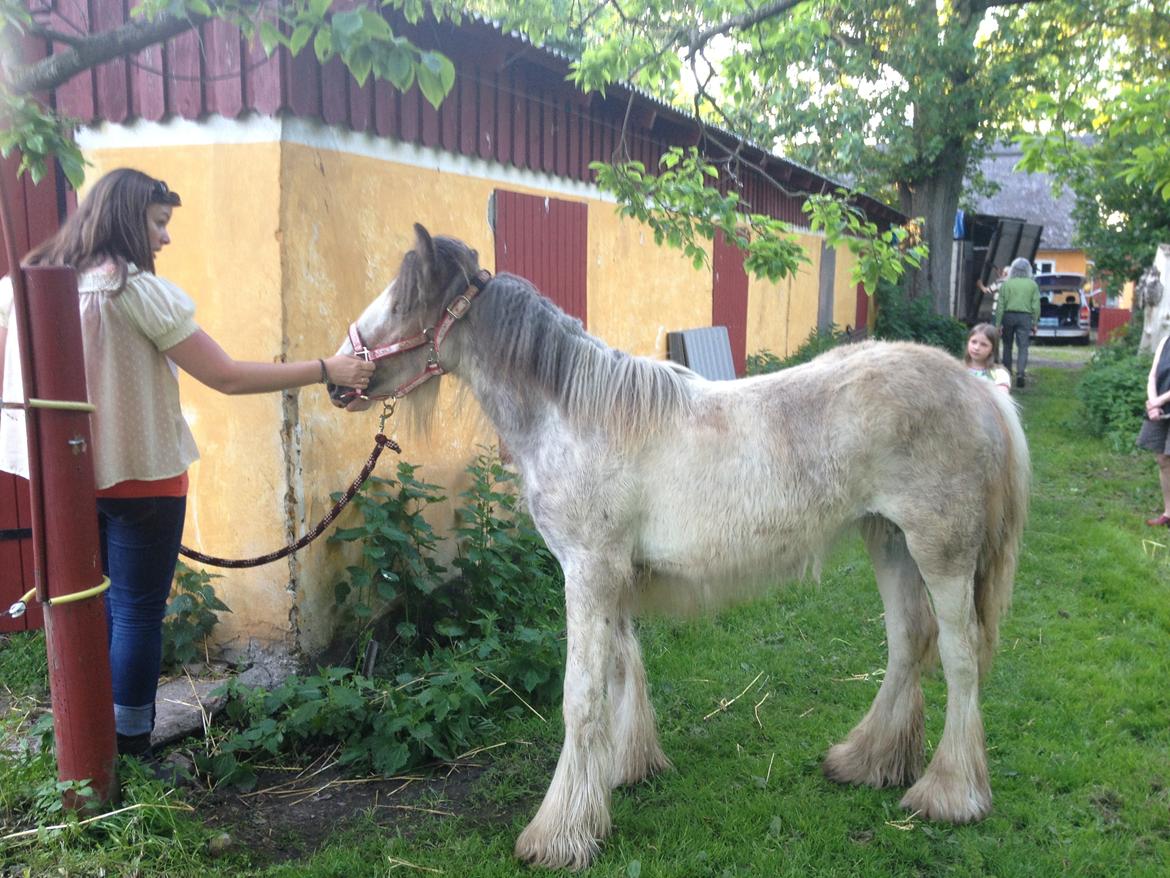 Irish Cob Bella Donna - Det er denne vej skat <3 billede 13