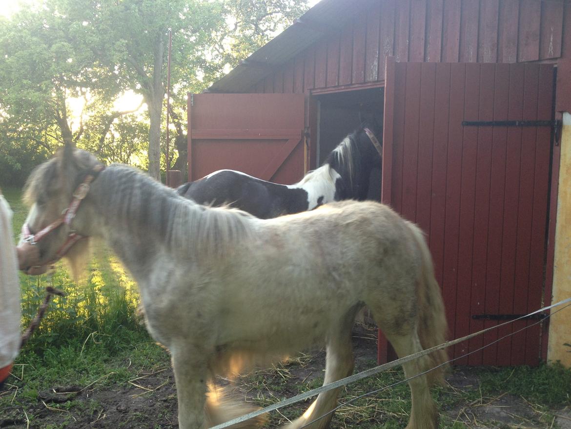 Irish Cob Bella Donna - Halløj hvem der... billede 14