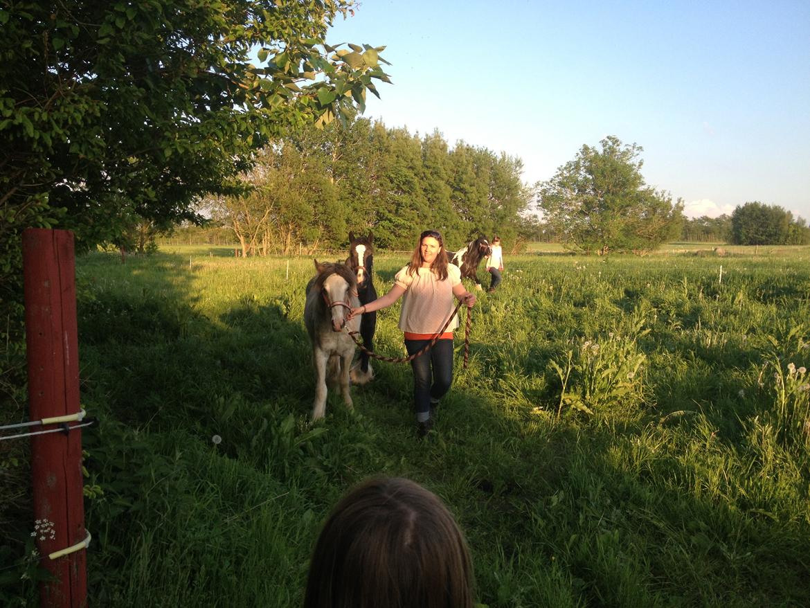 Irish Cob Bella Donna - Så vises Bella folden :) billede 15