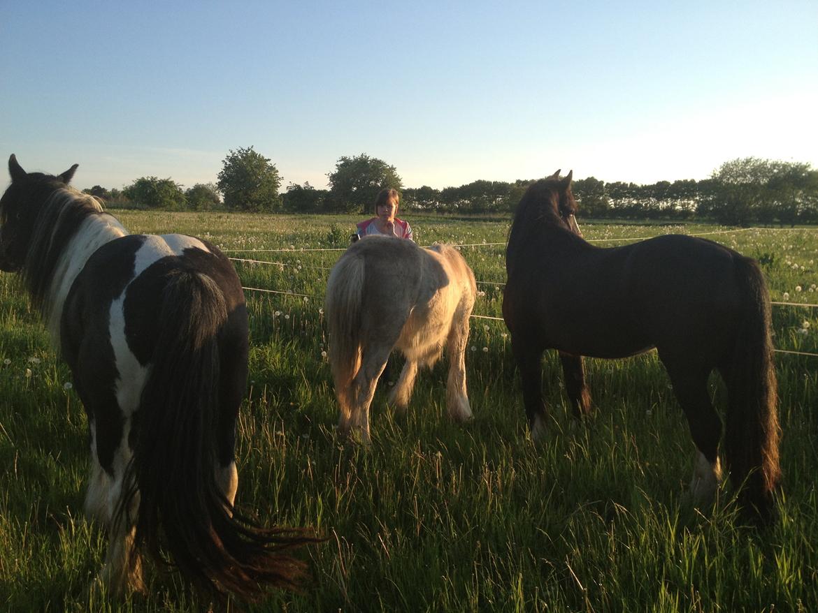 Irish Cob Bella Donna - Hygge og harmonie billede 16