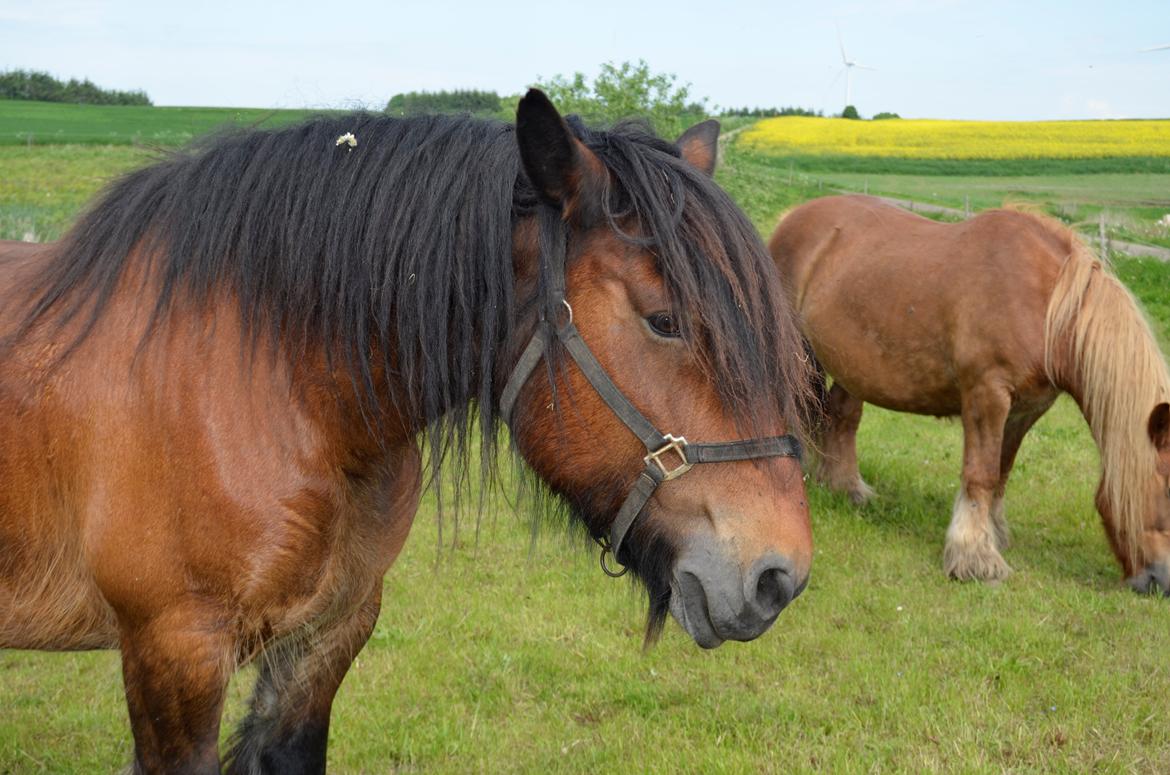 Jyde Hans - 01-06-2013 billede 9