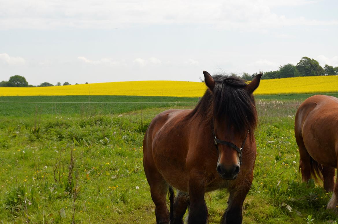 Jyde Hans - 01-06-2013 billede 10