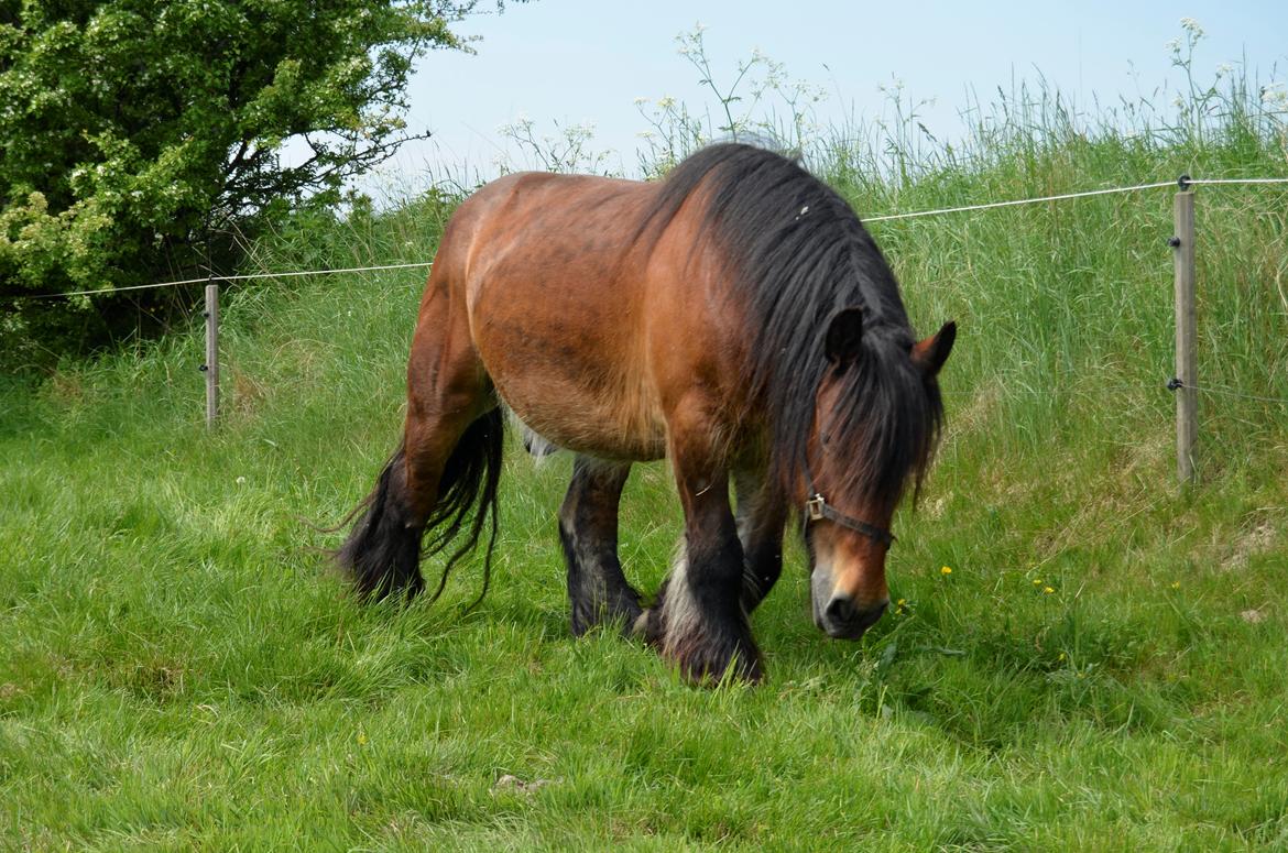 Jyde Hans - 01-06-2013 billede 11