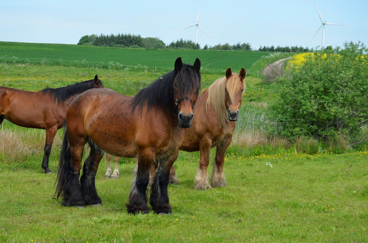 Jyde Hans - 01-06-2013 billede 12