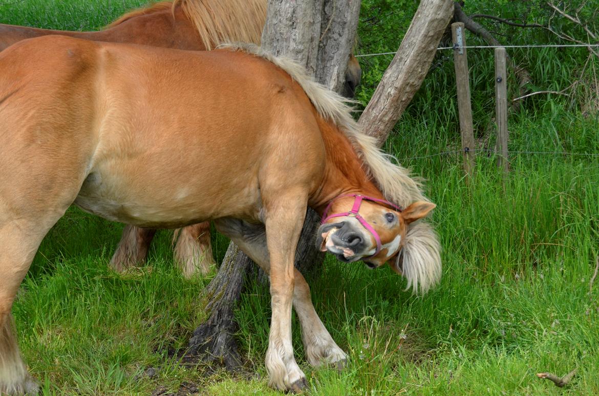 Haflinger Abbi rundhøj - 01-06-2013 billede 21