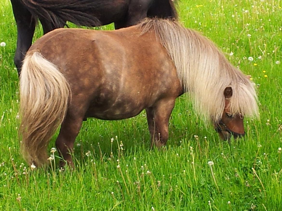 Shetlænder Tarzan billede 15