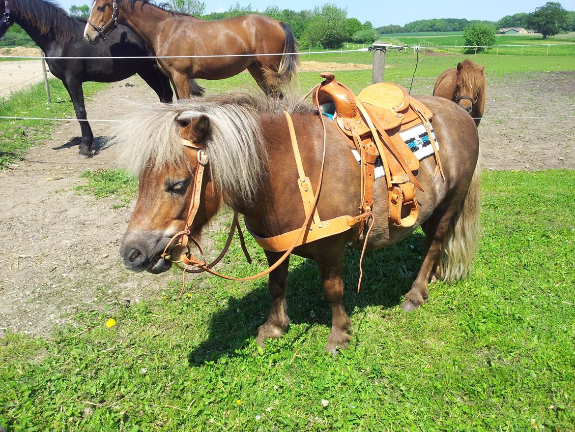 Shetlænder Tarzan billede 16