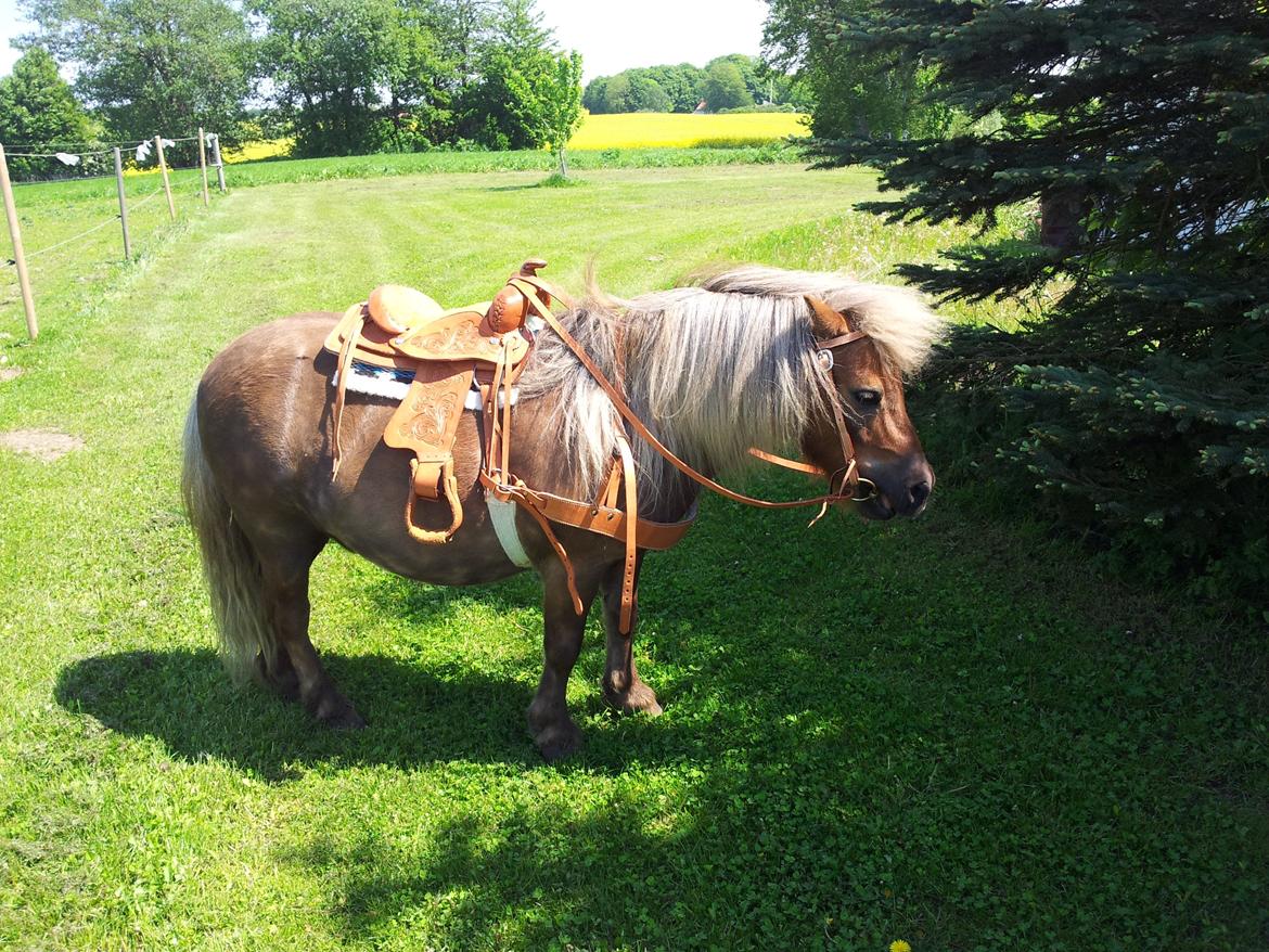 Shetlænder Tarzan billede 17