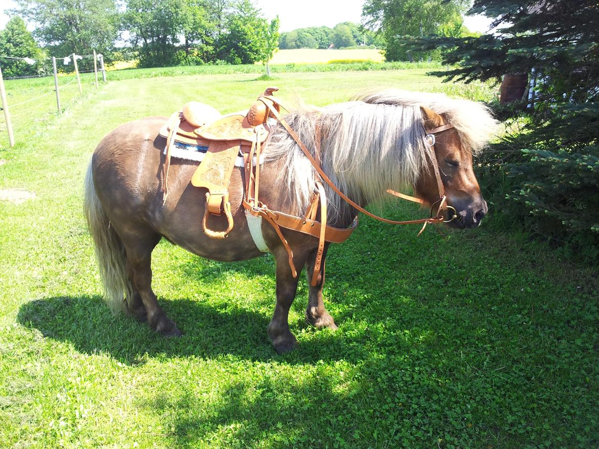 Shetlænder Tarzan billede 18