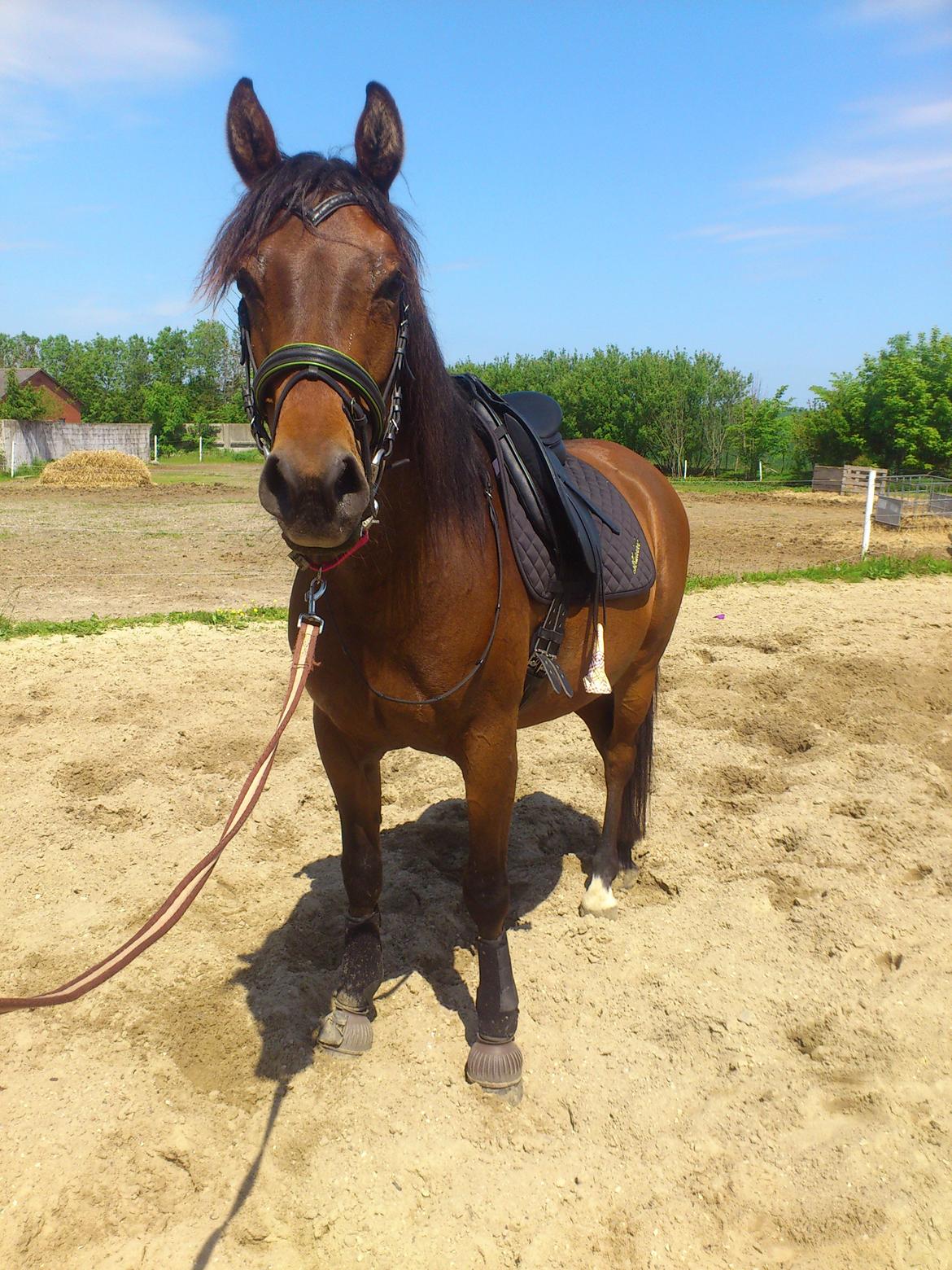 Shagya Araber (SH) Bahebec Takhises *Basse* - *SOLGT* billede 18