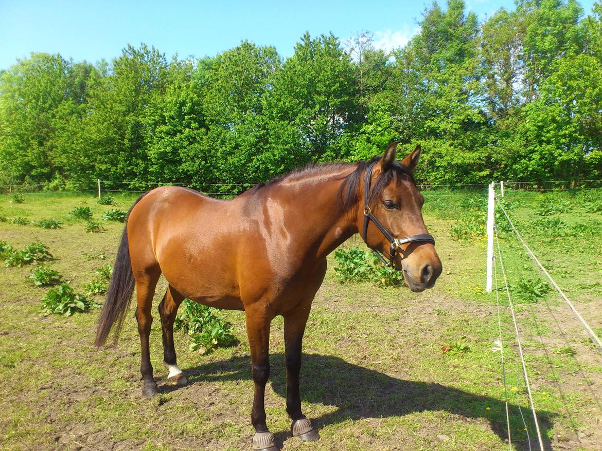 Shagya Araber (SH) Bahebec Takhises *Basse* - *SOLGT* billede 19