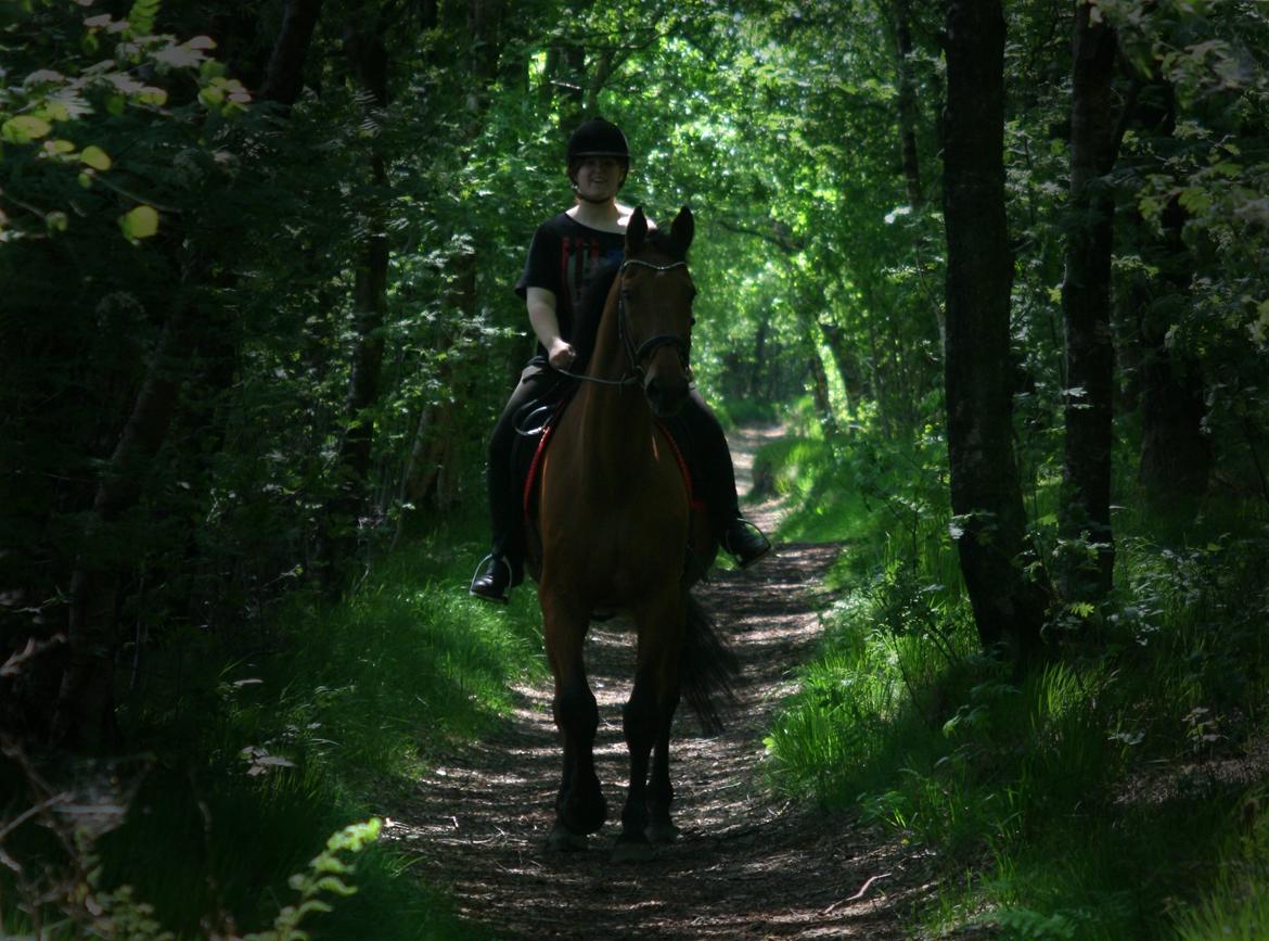 Dansk Varmblod Bøgegårdens Lands-River (Lancelot) - Sidste skovtur på Gamle <3 Foto: Pernille billede 20