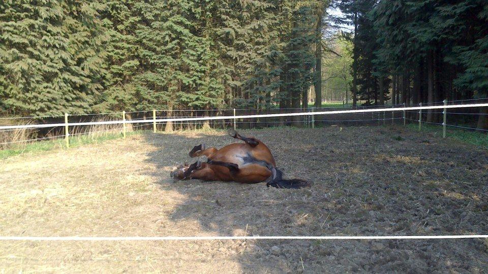 Anden særlig race Tulle "Dullen" <3 - Havde lige brugt en time på at strigle dig<3 Skøøre pony. billede 8