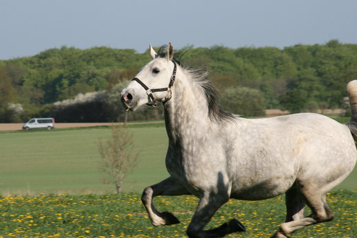 Lipizzaner Maestoso Galya kaldes Silver - Sommer 2013 billede 16