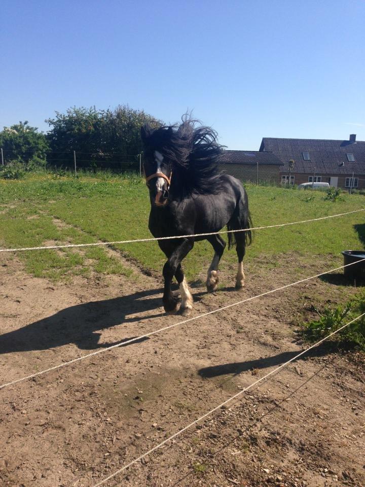 Welsh Pony af Cob-type (sec C) LlANFIHANGEL HEDD-WYN.  R.I.P 2016 billede 13