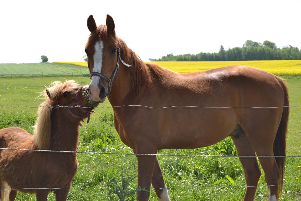 Anden særlig race Havens Astian billede 2